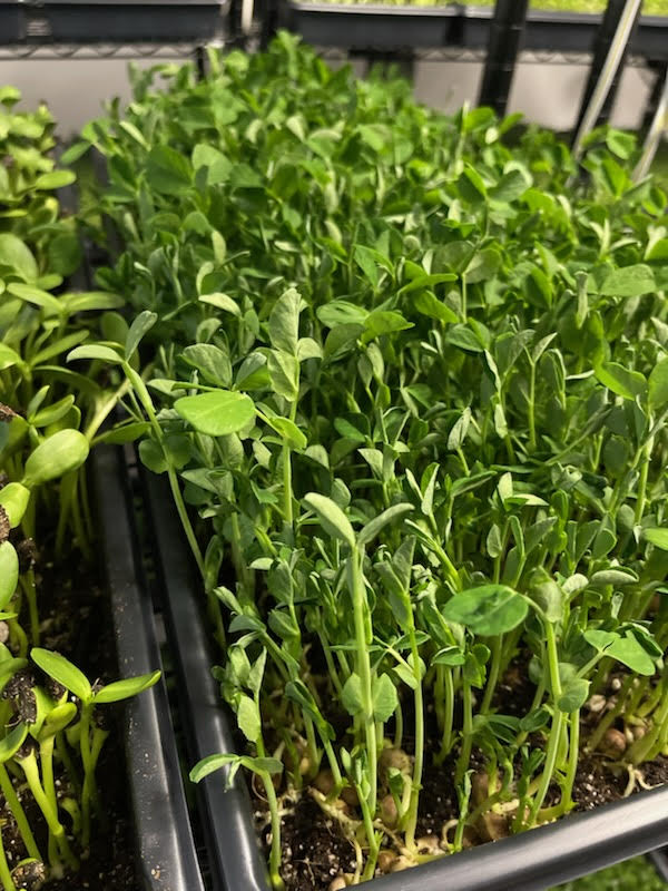 Microgreen Subscription